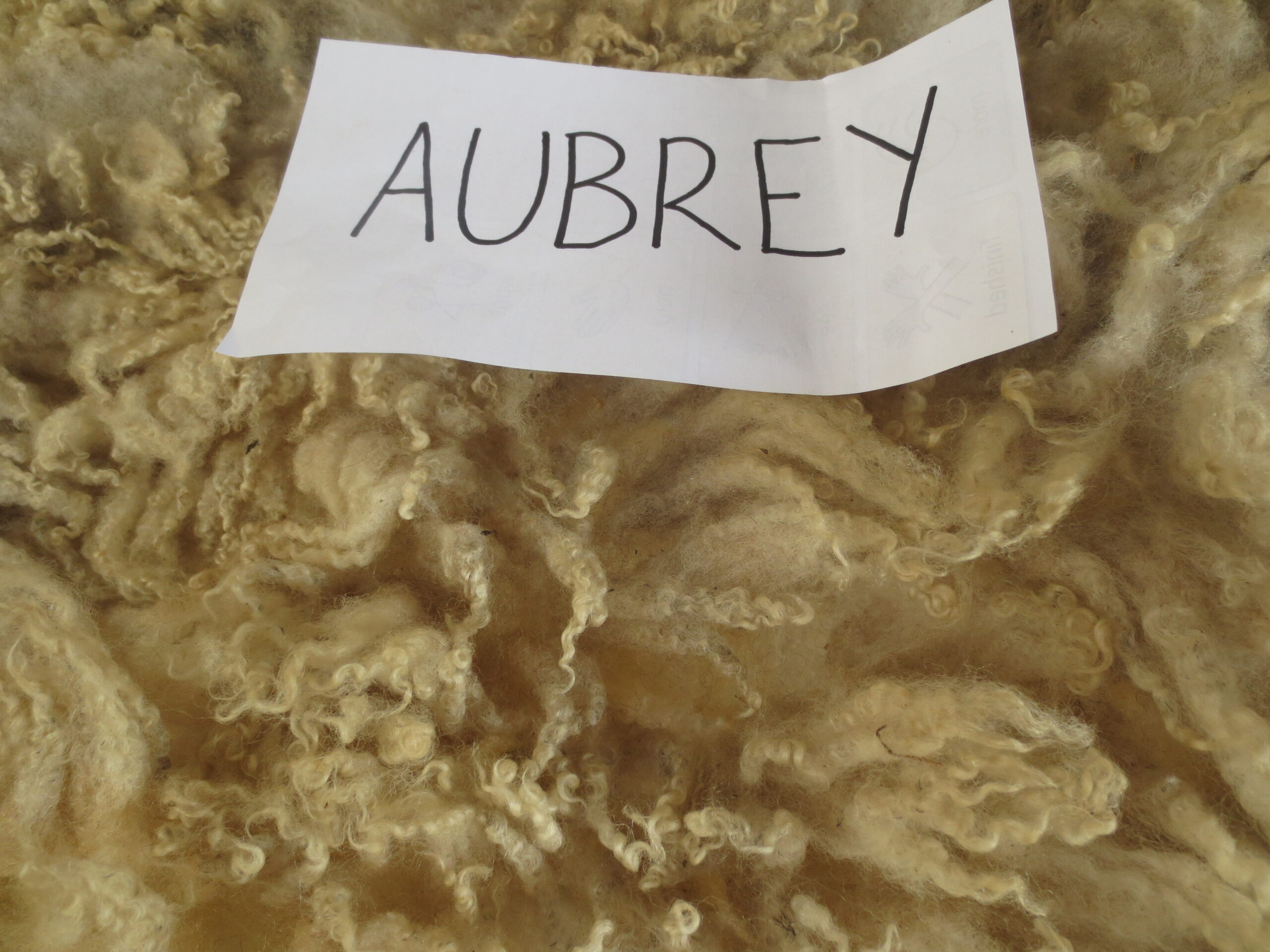 Organic Raw Shetland Fleeces and Shetland x Gotland / Boreray - Image 32