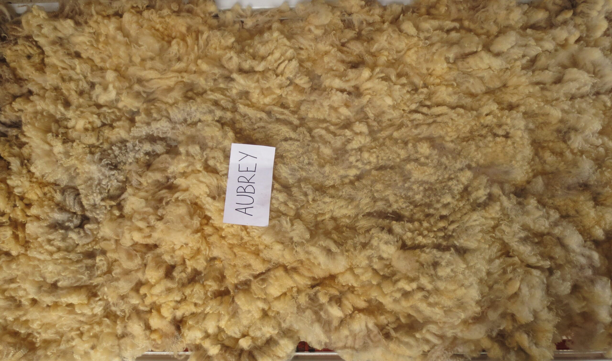 Organic Raw Shetland Fleeces and Shetland x Gotland / Boreray - Image 31