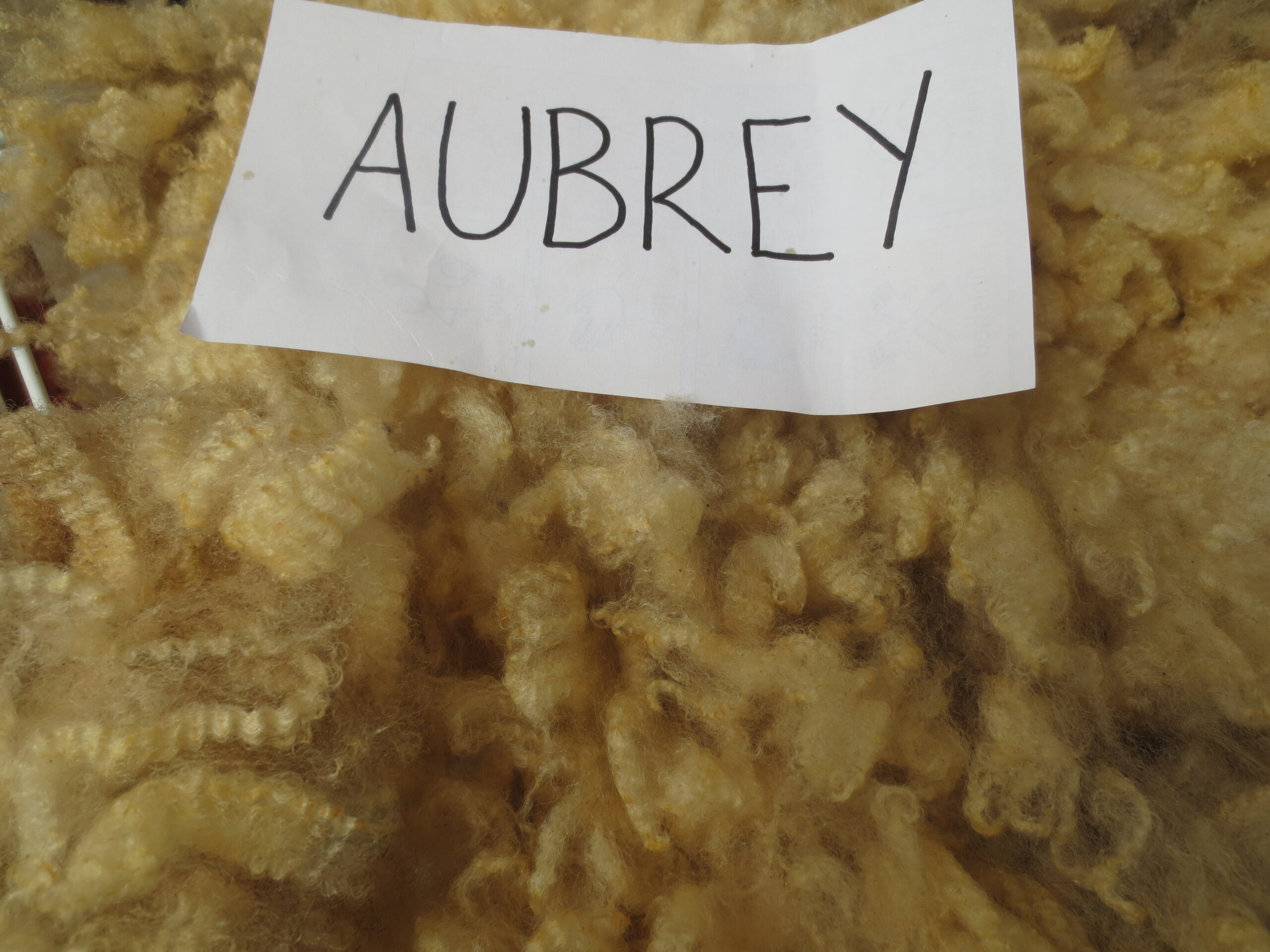 Organic Raw Shetland Fleeces and Shetland x Gotland / Boreray - Image 35